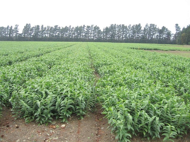 ニュージーランド生産地の写真：サザンフローラ 1月20日 Pictures of field in NZ : Southern Flora(2007/1/20)