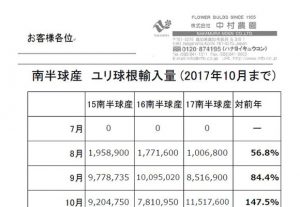 南半球産　ユリ球根輸入量（2017年10月まで）（2017/11/14）